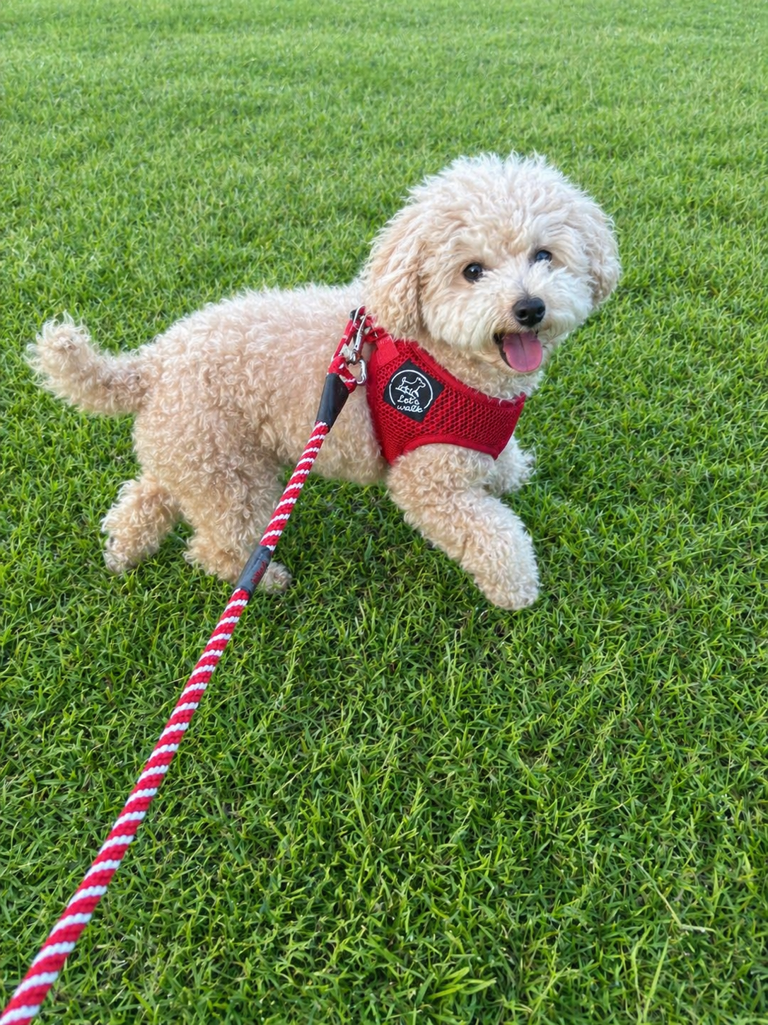 ラッちゃんがハーネス＆リードをつけてお散歩！