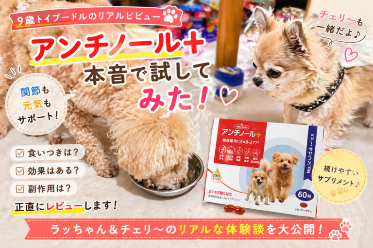 トイプードルにアンチノール プラスを使ってみた｜9歳シニア犬ラッちゃんの変化と本音レビュー
