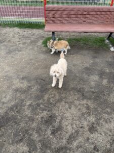 トイプードルのラッちゃんがお外でキャンプを楽しむ様子