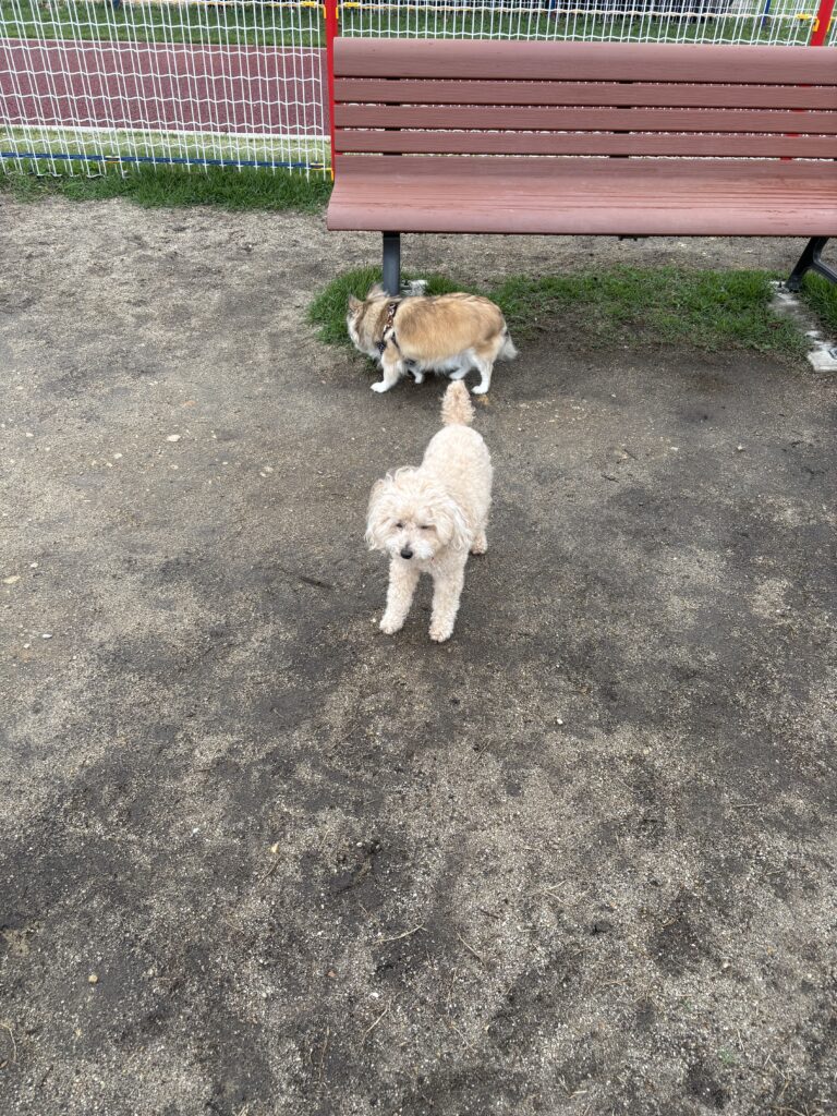 トイプードルのラッちゃんがお外でキャンプを楽しむ様子