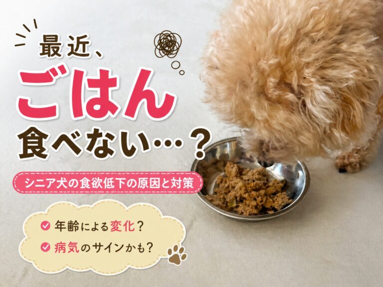 春バテしてない？シニア犬の食欲不振に効くごはんの選び方【ラッちゃん体験談】