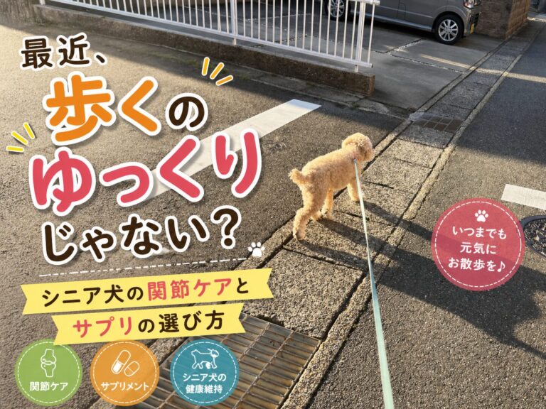 9歳トイプードルの足腰を守る！シニア犬関節サプリのおすすめと選び方