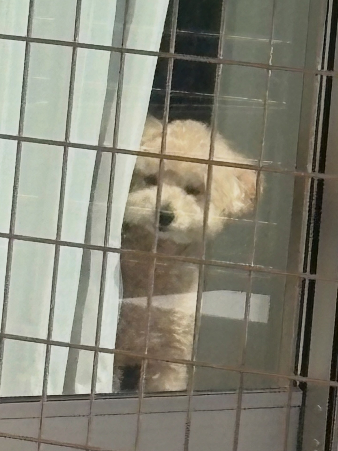 お留守番中のラッちゃん。窓の外をじっと見つめるトイプードル